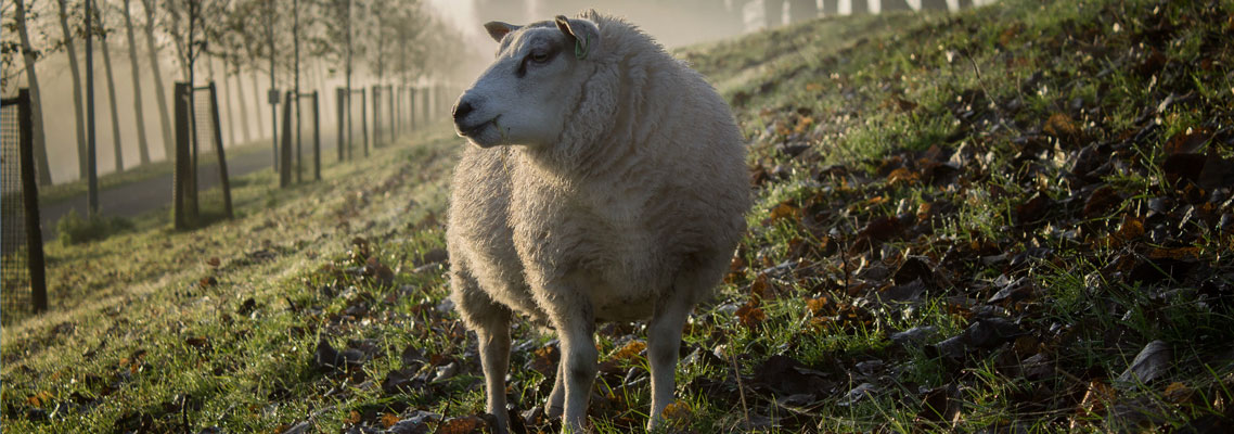 Image of a sheep depicting sleep problems